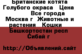 Британские котята Голубого окраса › Цена ­ 8 000 - Все города, Москва г. Животные и растения » Кошки   . Башкортостан респ.,Сибай г.